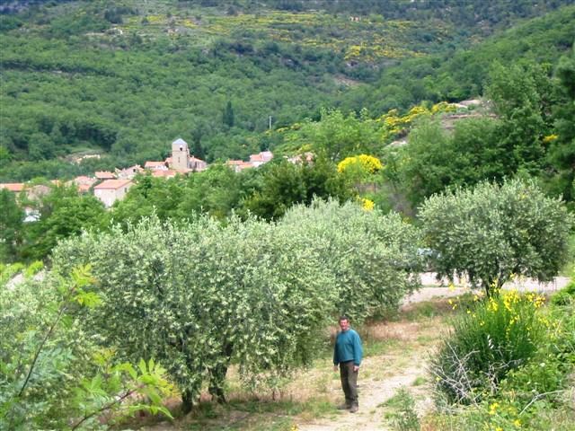 Des Lucques du Languedoc