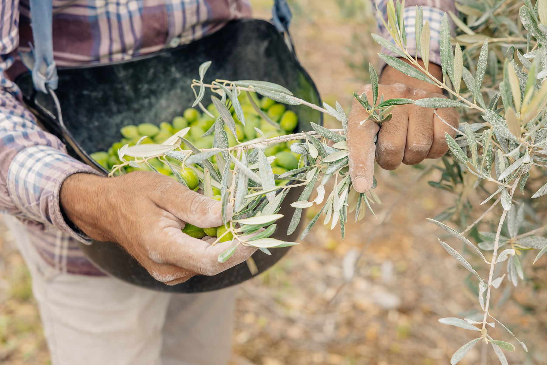 Récolte d'olive Lucques dans le Languedoc